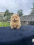 Chow chow bianco o rosso